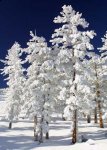 http://forum.anticonceptionale.ro/uploads/thumbs/11176_snow-clad-trees-thumb.jpg