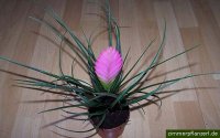 http://forum.anticonceptionale.ro/uploads/thumbs/14574_tillandsia-cyanea.jpg