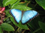 http://forum.anticonceptionale.ro/uploads/thumbs/1476_butterfly_at_the_butterfly_farm_on_antigua.jpg