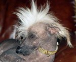 http://forum.anticonceptionale.ro/uploads/thumbs/1476_chinese_crested_2.jpg