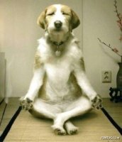 http://forum.anticonceptionale.ro/uploads/thumbs/14920_zen_yoga_dog.jpg