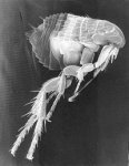 http://forum.anticonceptionale.ro/uploads/thumbs/15611_200px-scanning_electron_micrograph_of_a_flea1.jpg