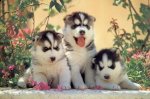 http://forum.anticonceptionale.ro/uploads/thumbs/15752_siberian20huskyart1.jpg