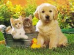 http://forum.anticonceptionale.ro/uploads/thumbs/17160_604_dog_cat_wallpaper.jpg