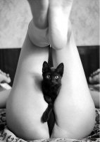 http://forum.anticonceptionale.ro/uploads/thumbs/20580_sexy-cat.jpg