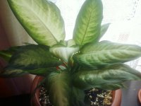 http://forum.anticonceptionale.ro/uploads/thumbs/26316_dieffenbachia_camilla.jpg