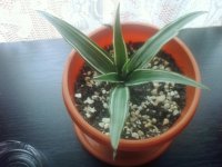 http://forum.anticonceptionale.ro/uploads/thumbs/26316_dracaena_deremensis.jpg