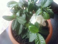 http://forum.anticonceptionale.ro/uploads/thumbs/26316_gardenia_jasminoides.jpg