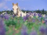 http://forum.anticonceptionale.ro/uploads/thumbs/27035_flowers-horse.jpg