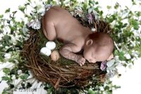 http://forum.anticonceptionale.ro/uploads/thumbs/28137_447586-newborn-sleeping-atop-bird-nest-with-eggs.jpg