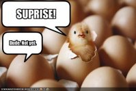 http://forum.anticonceptionale.ro/uploads/thumbs/30397_funny-pictures-surprise-chicken-is-a-little-early.jpg