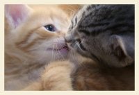 http://forum.anticonceptionale.ro/uploads/thumbs/30397_the_kitten_kiss_by_leenaraven.jpg