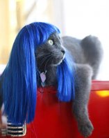 http://forum.anticonceptionale.ro/uploads/thumbs/30644_cosplay-kitty-wigs-01.jpg