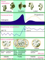 http://forum.anticonceptionale.ro/uploads/thumbs/30644_ovulation-chart-en.gif