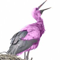 http://forum.anticonceptionale.ro/uploads/thumbs/30644_pink_stork.jpg