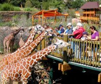 http://forum.anticonceptionale.ro/uploads/thumbs/33245_cheyenne-mountain-zoo-giraffes.jpg