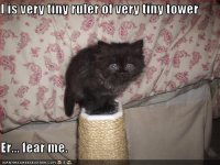 http://forum.anticonceptionale.ro/uploads/thumbs/33245_funny-pictures-kitten-rules-a-tower.jpg