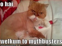 http://forum.anticonceptionale.ro/uploads/thumbs/33245_funny-pictures-mythbuster-cat.jpg