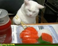 http://forum.anticonceptionale.ro/uploads/thumbs/33245_polls_cat_eating_sushi_2317_244970_answer_6_xlarge.jpeg