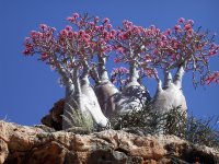 http://forum.anticonceptionale.ro/uploads/thumbs/33245_socotra.jpg