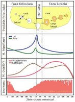 http://forum.anticonceptionale.ro/uploads/thumbs/61231_ciclul-menstrual-si-ovulatia.jpg